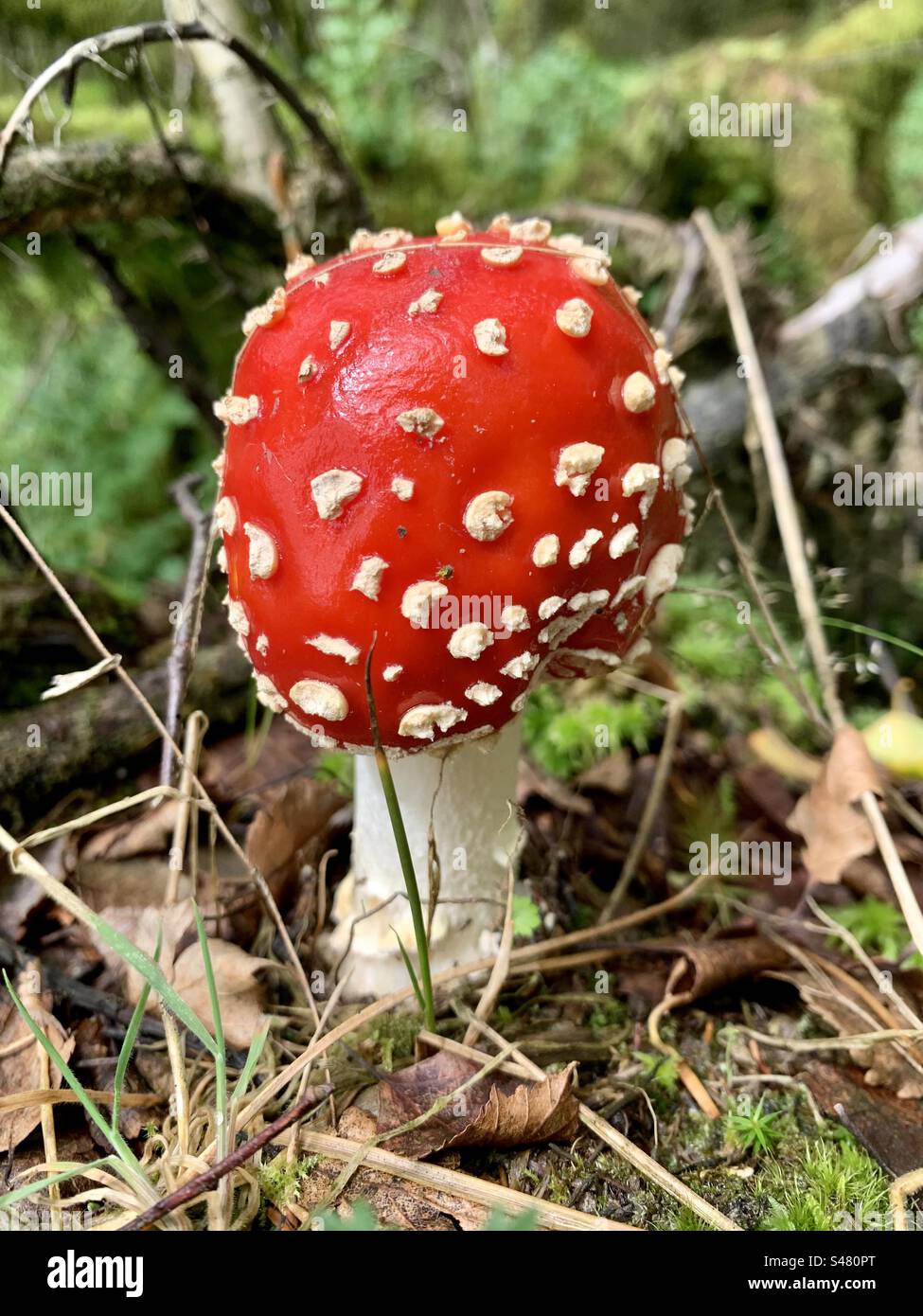 Red and white toadstool mushroom - Smartphone Captured Stock Image