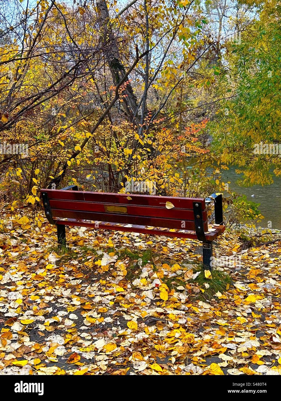 Park bench in autumn, Elbow River Pathway, - Smartphone Captured Stock Image