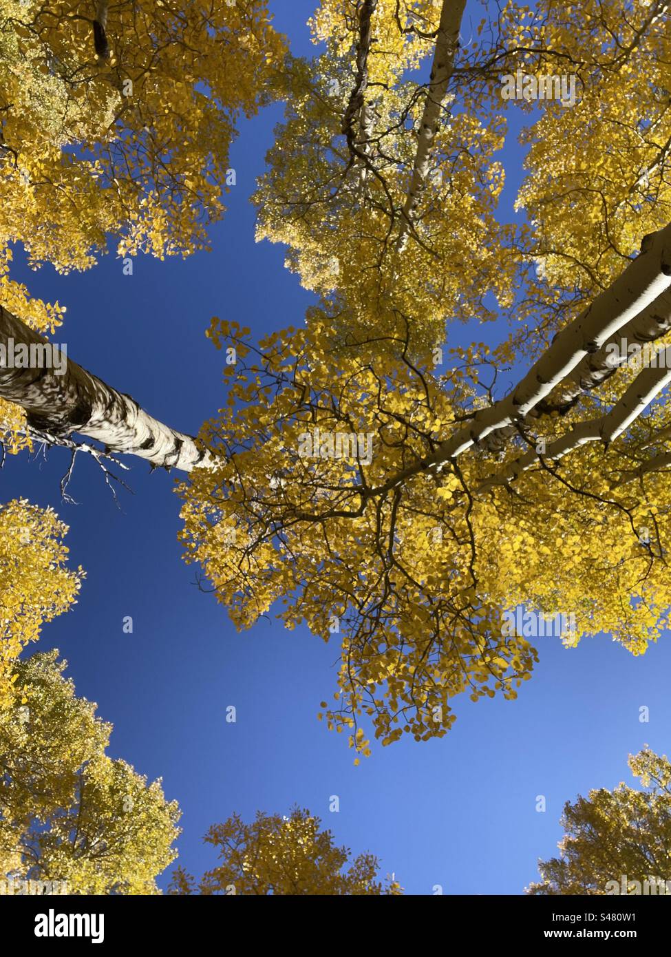 Crown view, Towering golden Aspens, brilliant blue sky, Flagstaff, Arizona Stock Photo