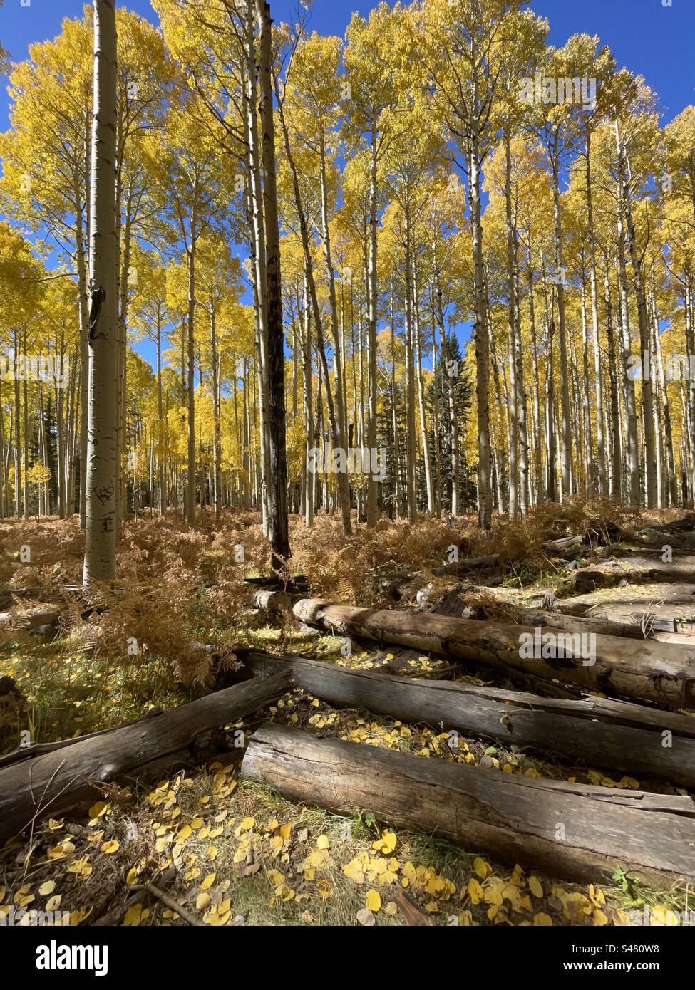 Forest Management, interwoven felled logs, Towering brilliant yellow Aspens, verdant green pines, golden fern undergrowth, bright blue sky, Flagstaff, Arizona Stock Photo