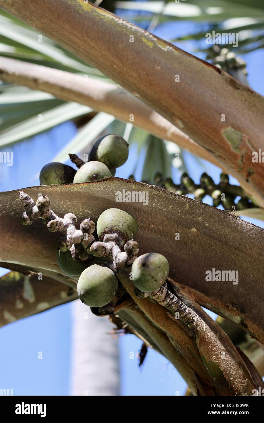 Close up of Latania loddigesii fruit Stock Photo