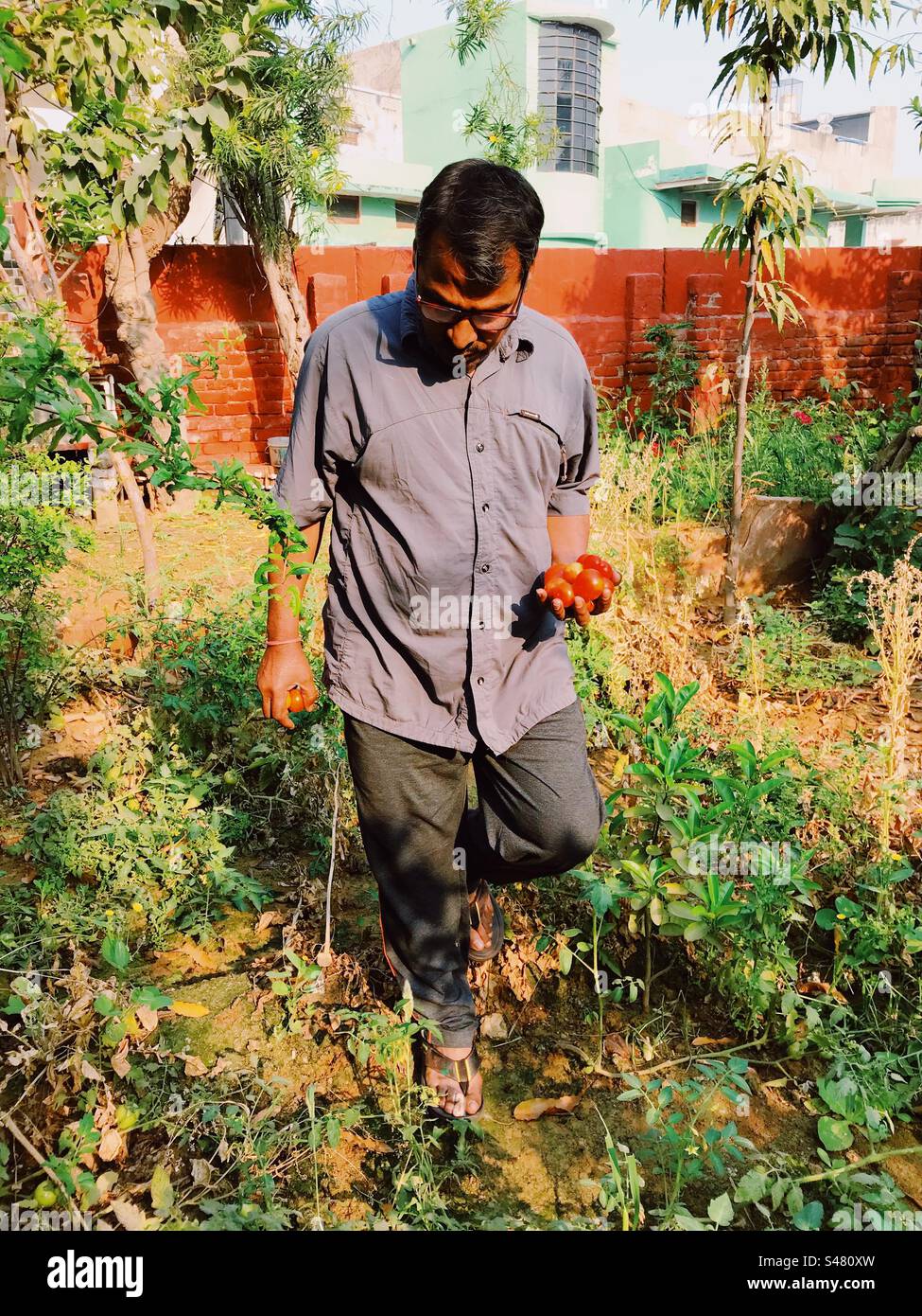 An organic farmer surveying his tomato plantations - Smartphone Captured Stock Image