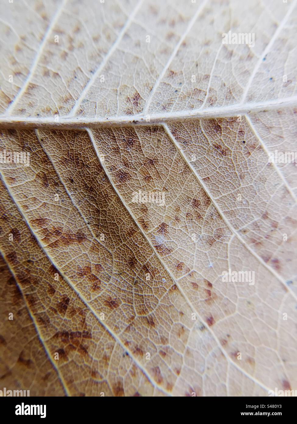 Close up macro details of the veins of a leaf Stock Photo
