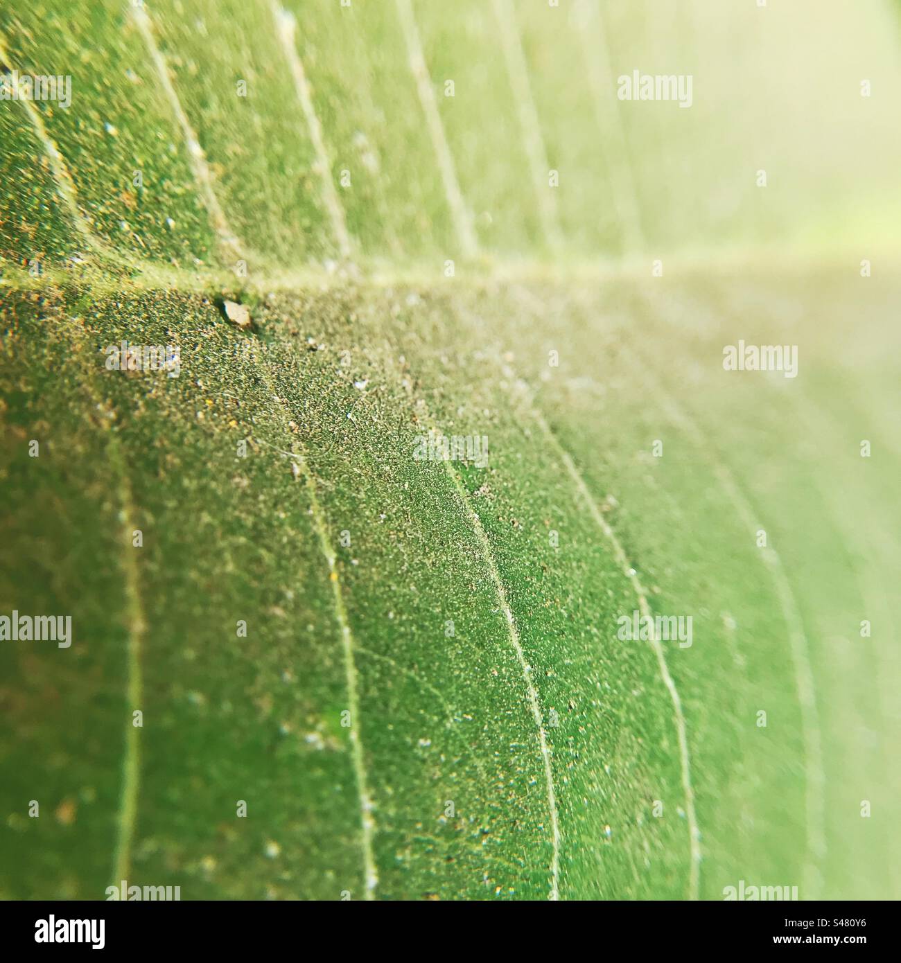 Close up macro details of the veins of a leaf - Smartphone Captured Stock Image