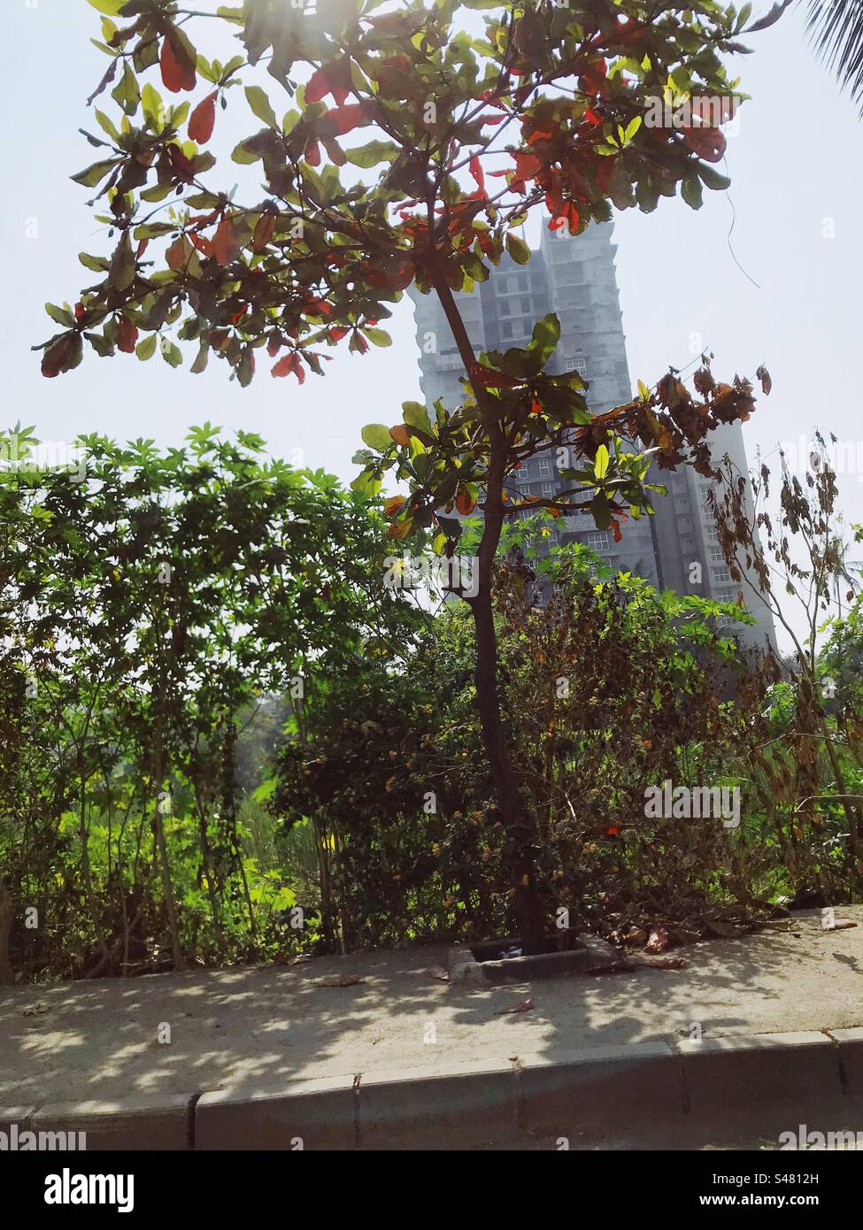 A skyscraper in Mumbai, India with trees in the foreground - Smartphone Captured Stock Image