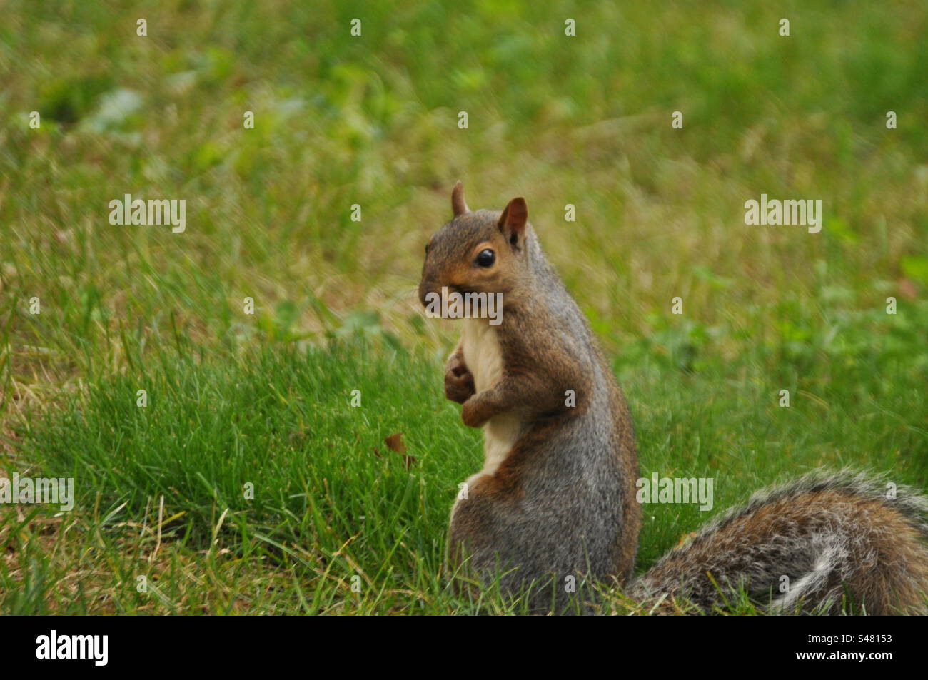 Squirrel looks like little human Stock Photo - Alamy