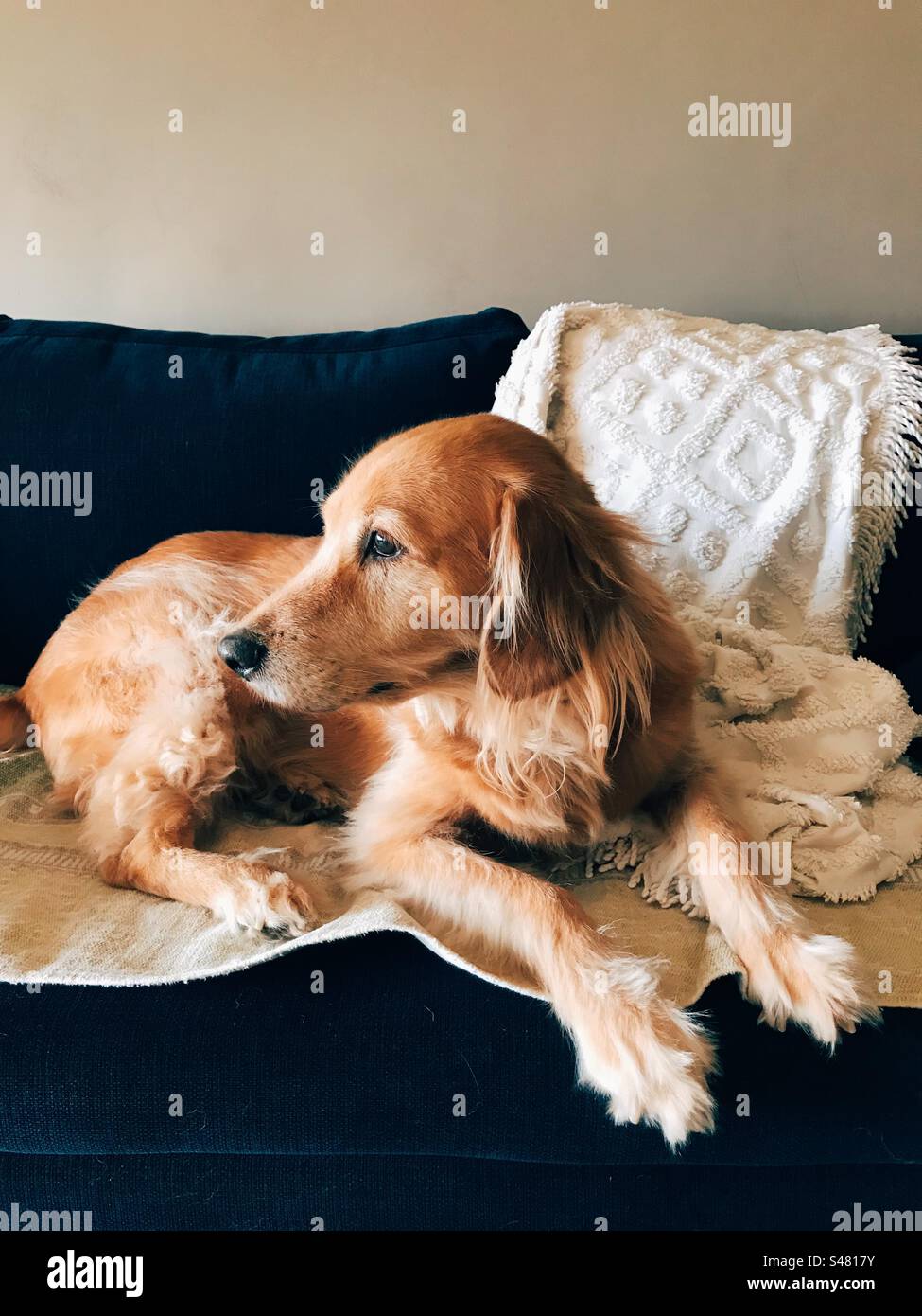 A pet dog sitting and thinking on the couch - Smartphone Captured Stock Image