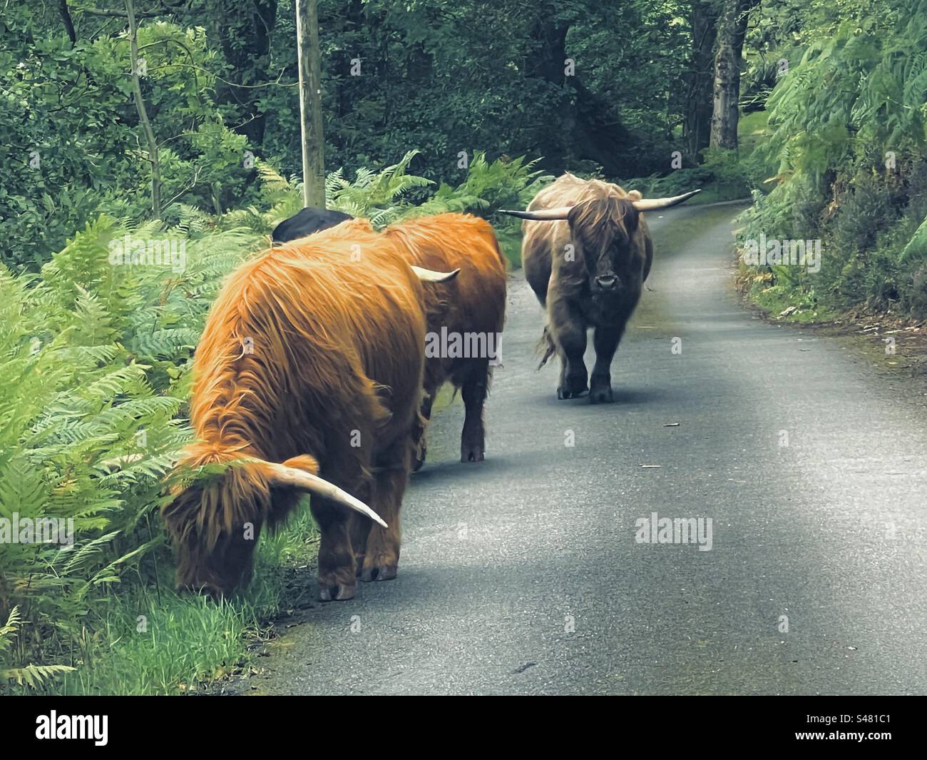 Wild highland cattle walk down quiet countryside lane in exmoor national park, Somerset England Stock Photo