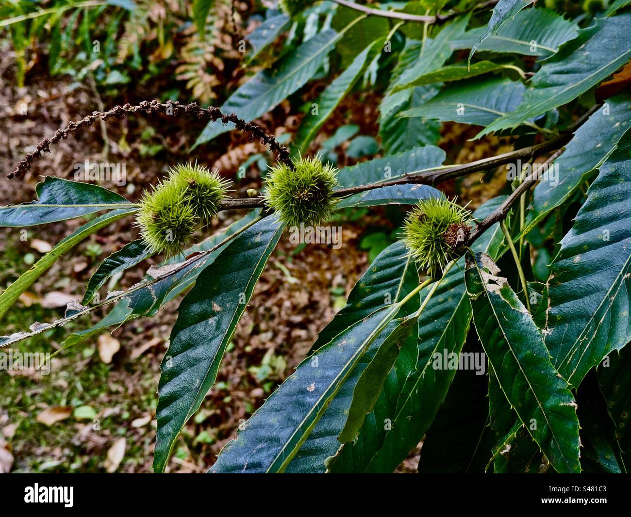 Sweet chestnut tree chestnuts spikes spiky prickles prickly leaves leaf Walking on a path wood tree countryside nature trees plant plants English park outside south of England Stock Photo