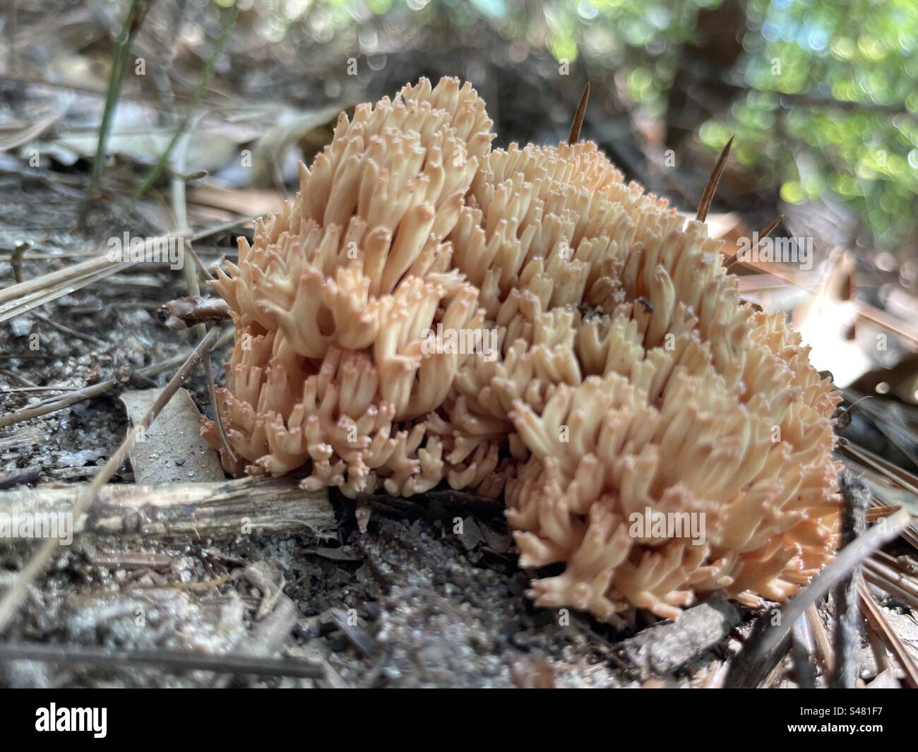 Crazy weird mushroom Stock Photo - Alamy