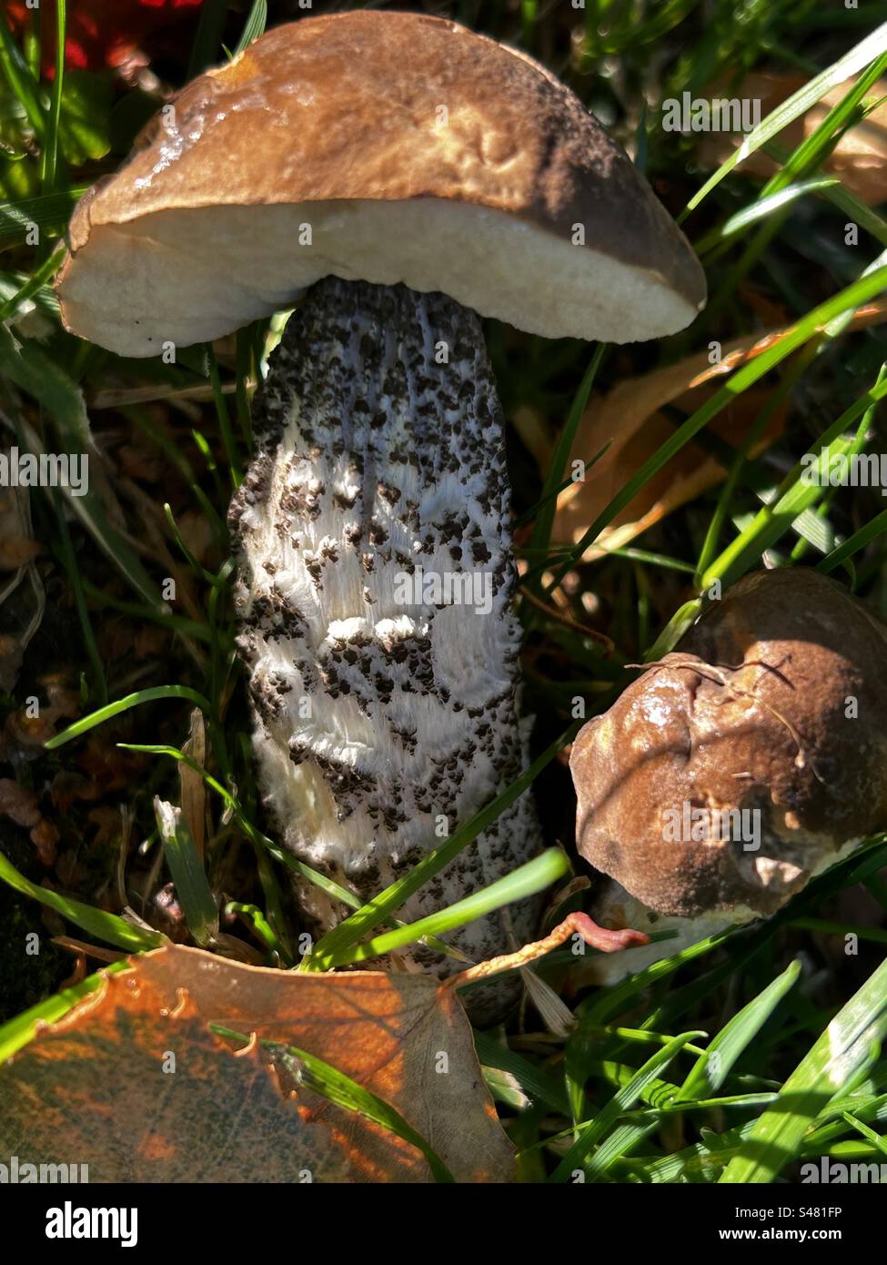 Mushroom under birch hires stock photography and images Alamy