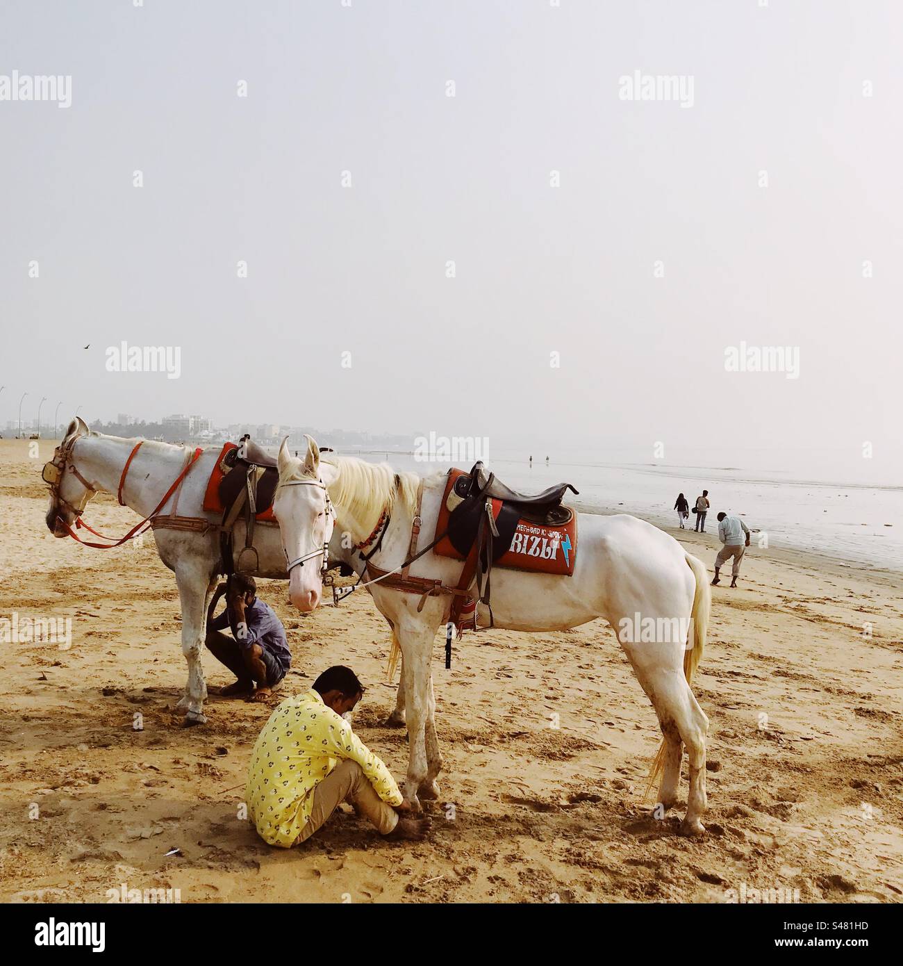 Horses on a beach Stock Photo