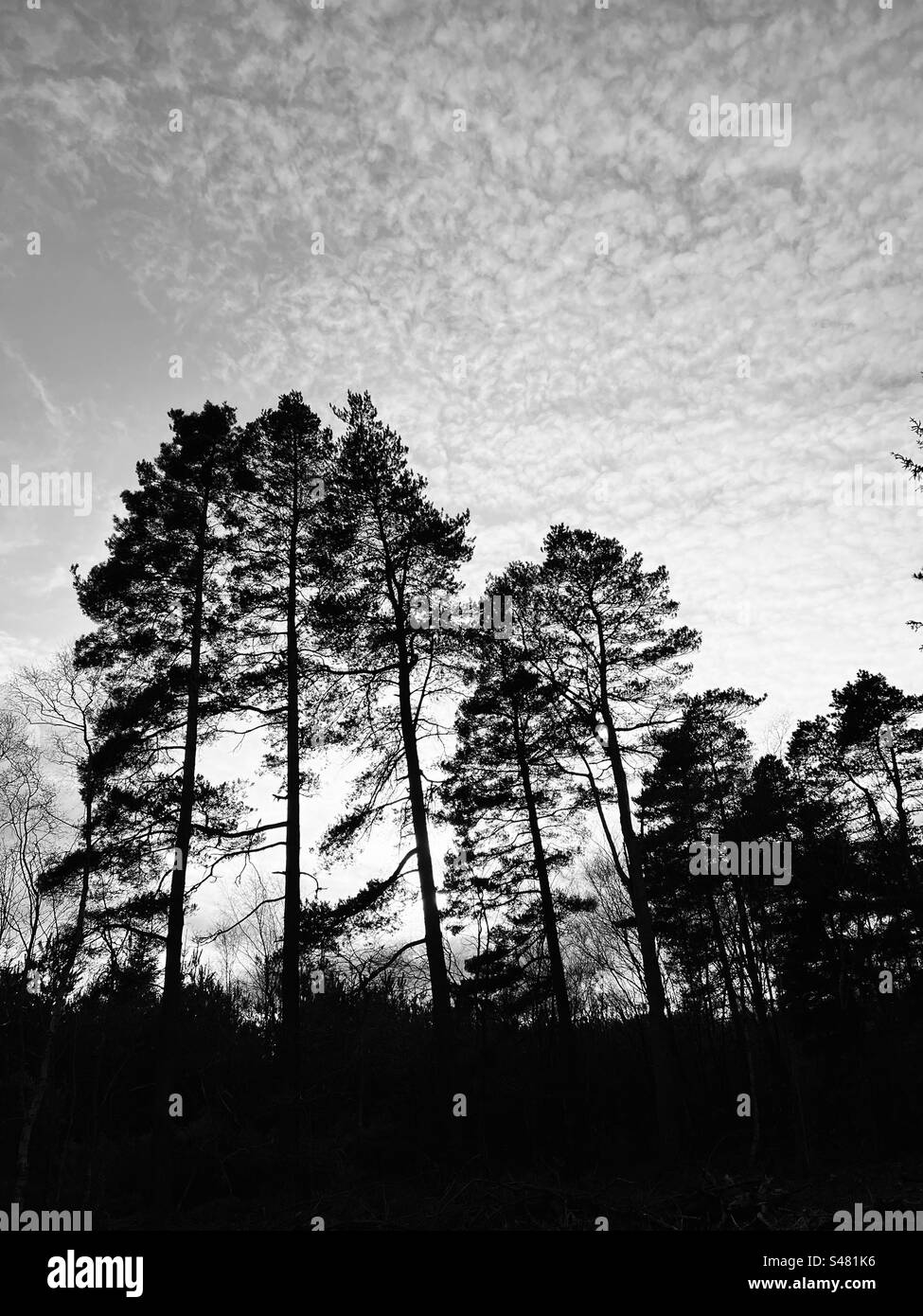 Low sun behind tall pine trees - Smartphone Captured Stock Image