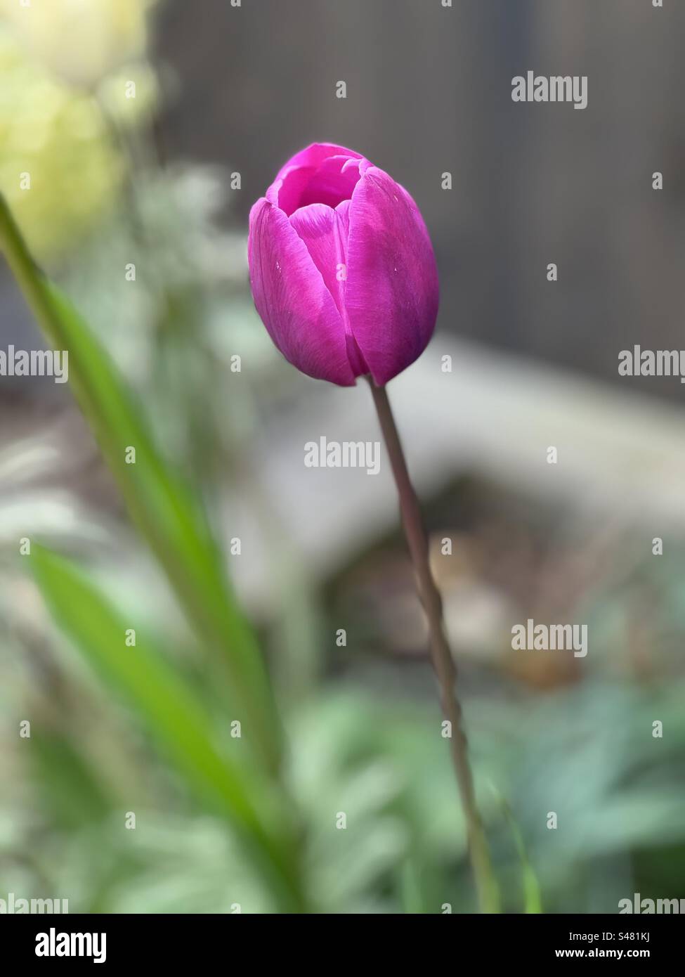 Single pink tulip flower - Smartphone Captured Stock Image