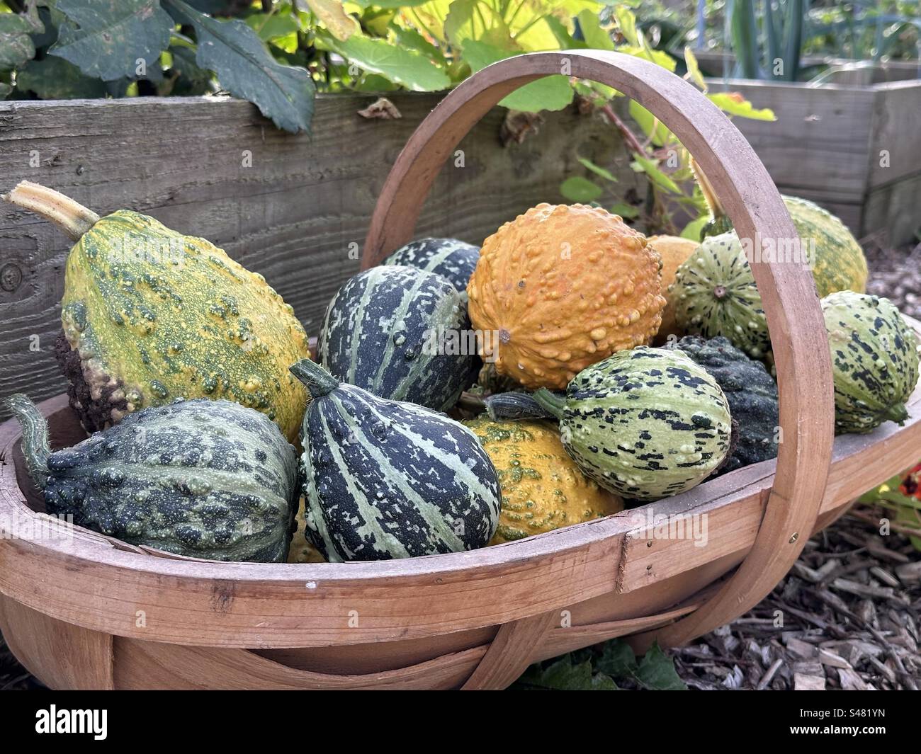 Trug of gourds Stock Photo