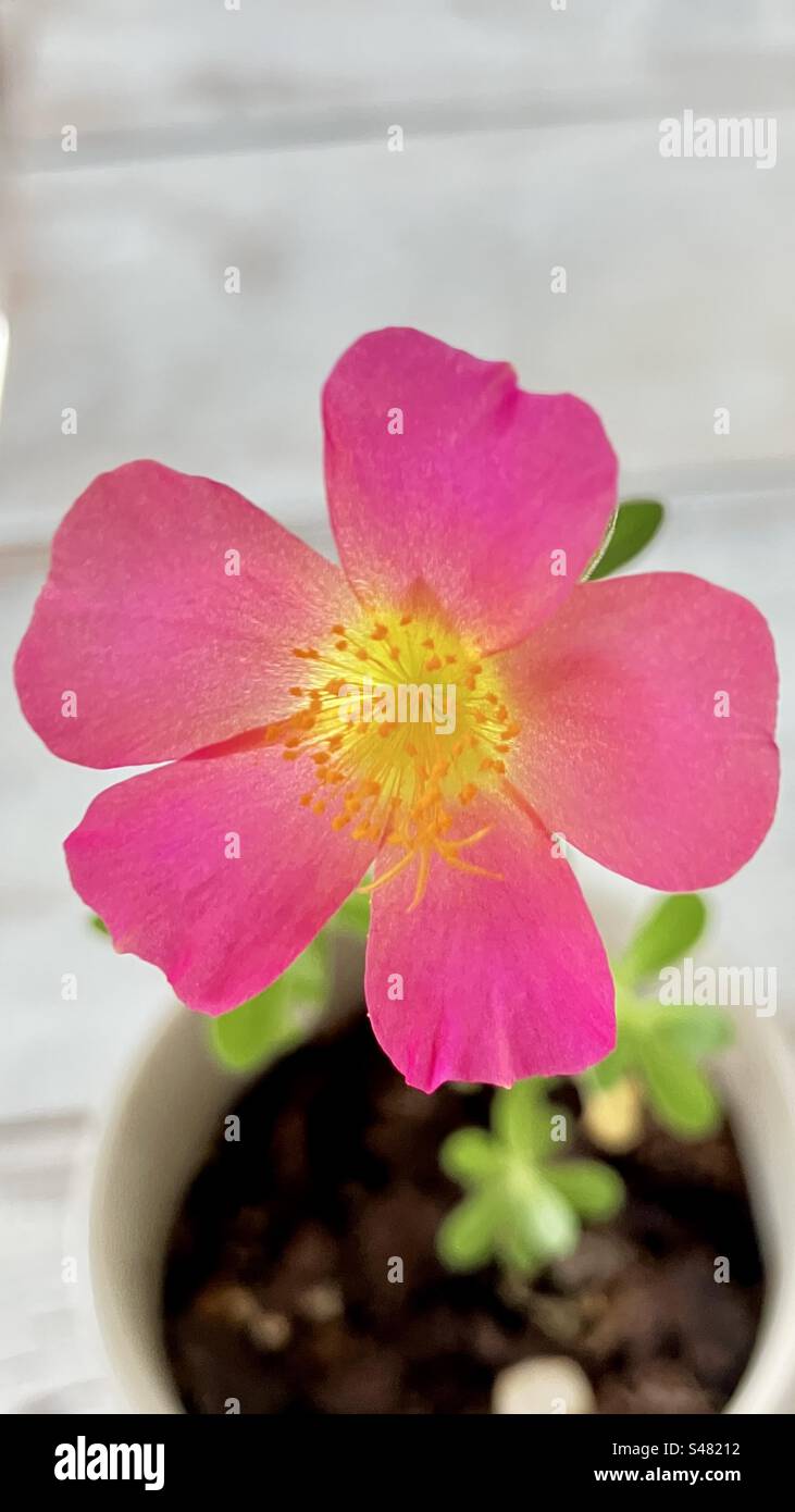 Pretty picture of very colorful, small flower - Smartphone Captured Stock Image