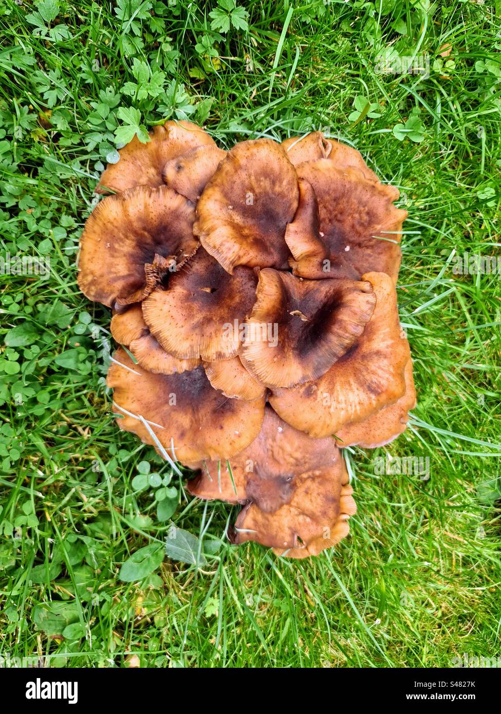 Big group of Cortinarius rubellus deadly webcap cprtinar orellani fungi mushrooms growing in the middle of the grass meadow Stock Photo