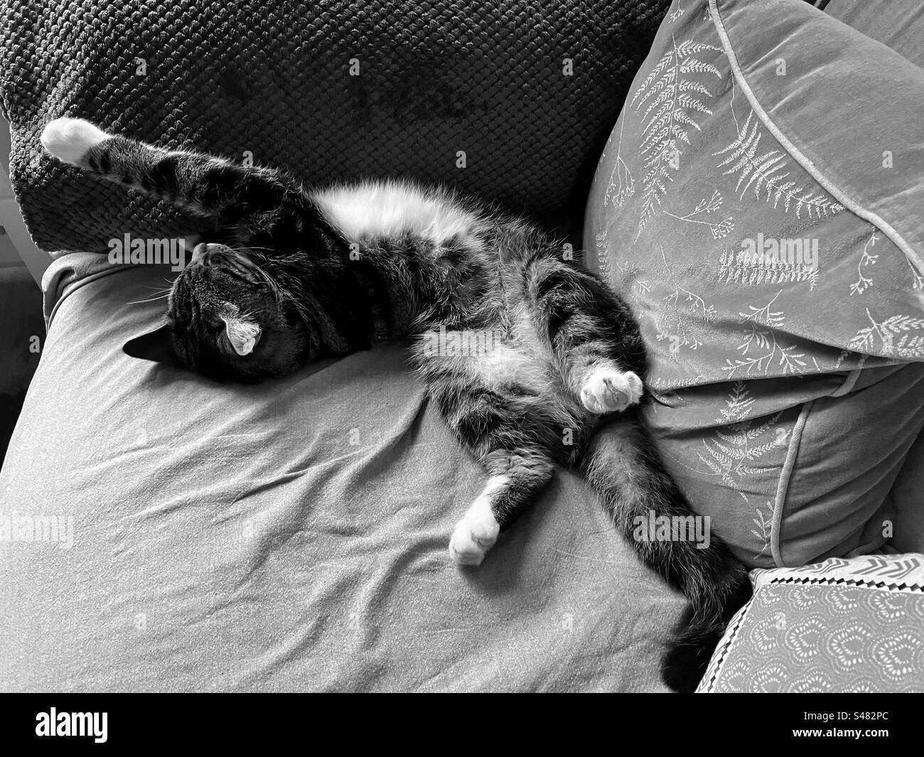 Cat sleeping on his bag with his front paw in the air Stock Photo Alamy