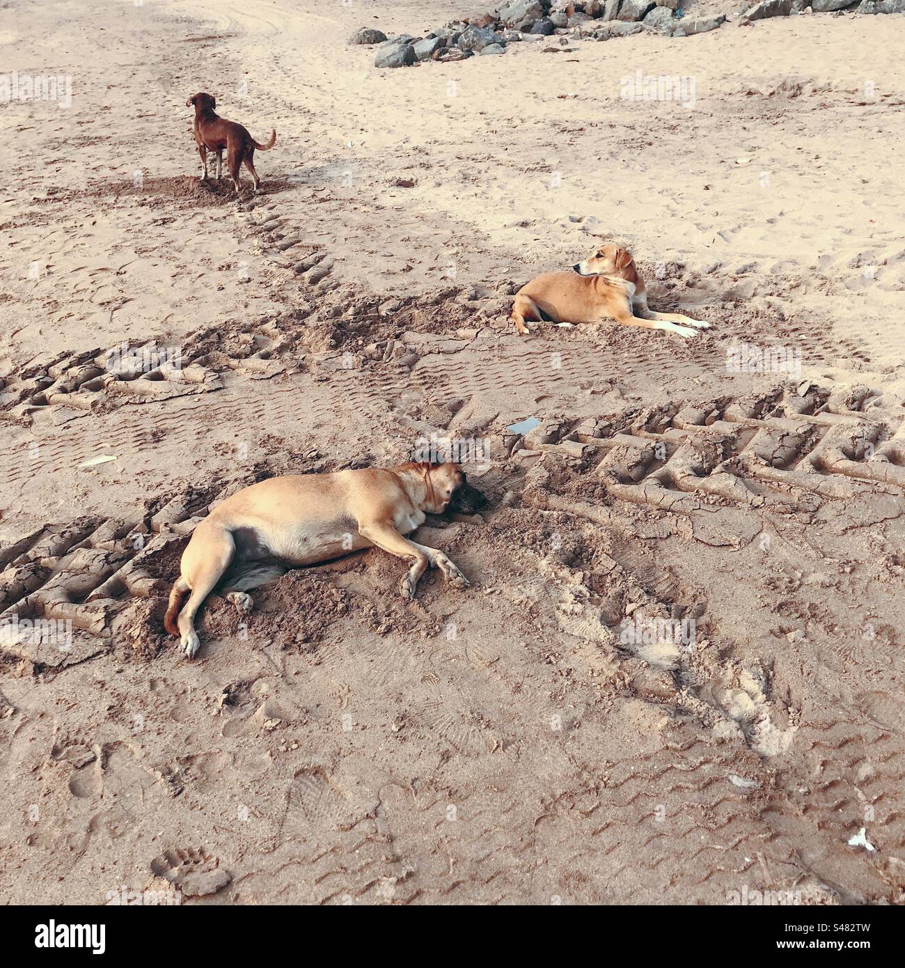 Stray dogs on a beach with tyre marks in the sand Stock Photo