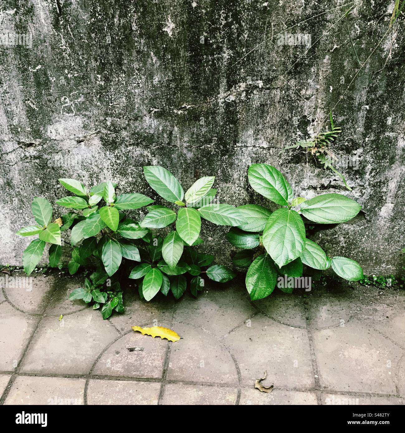 Edge of a wall hi-res stock photography and images - Alamy