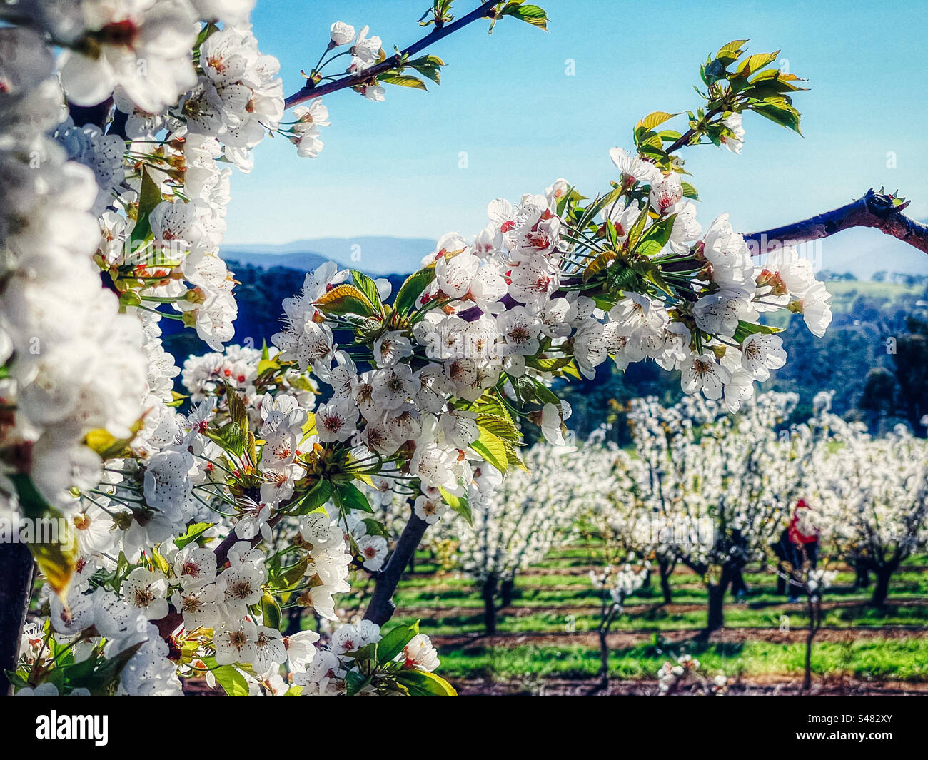 Close-up of white cherry blossoms on tree branch against cherry trees in bloom, mountain ranges and blue sky in springtime. Focus on foreground. - Smartphone Captured Stock Image