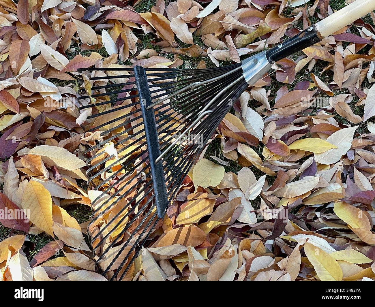 Closeup of a leaf-covered yard and a rake in Utah, USA. - Smartphone Captured Stock Image