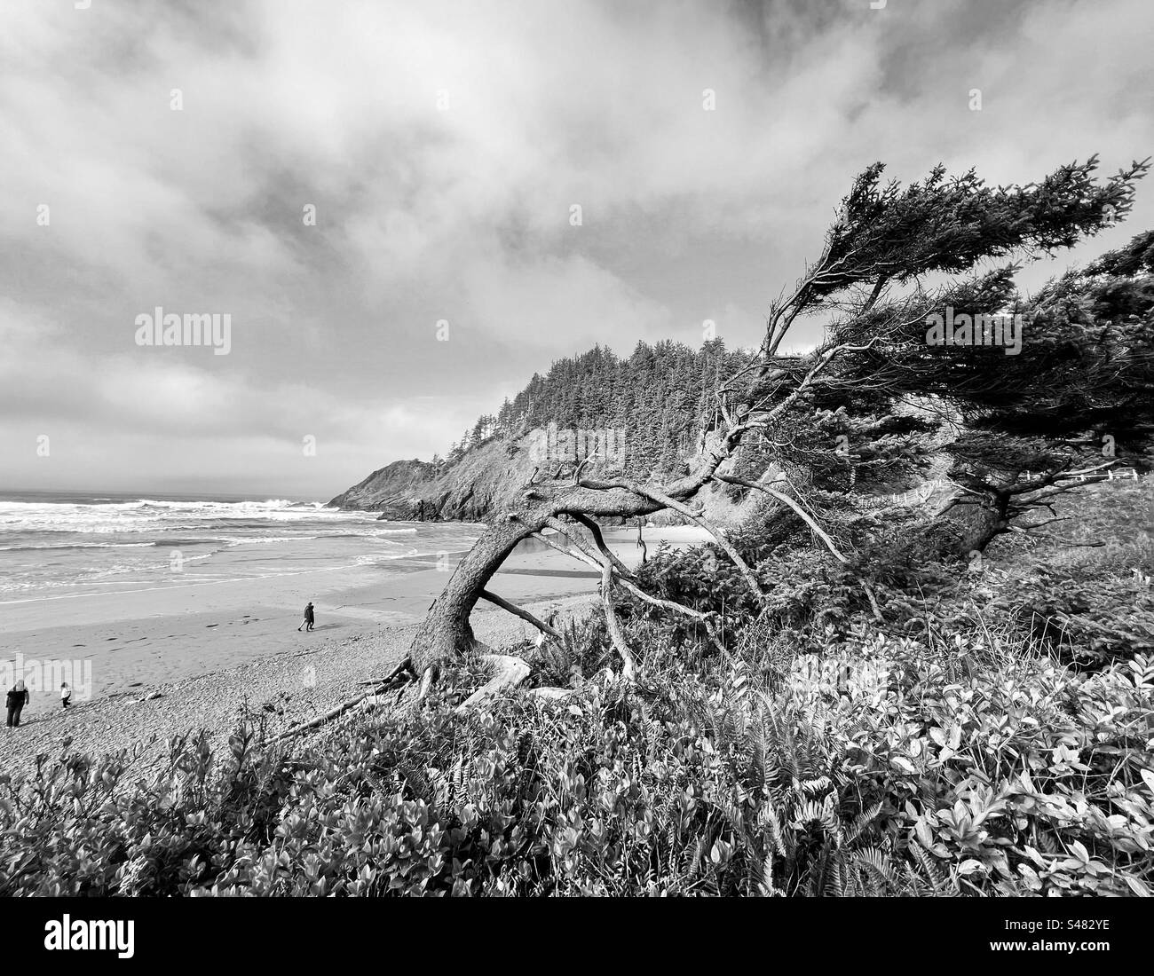 Windswept black and white hires stock photography and images Alamy