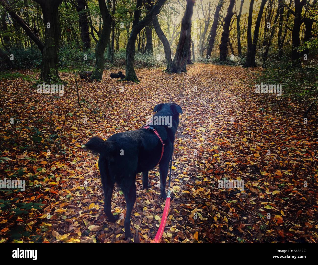 A black dog walking in the woods in autumn when the leaves are falling. - Smartphone Captured Stock Image
