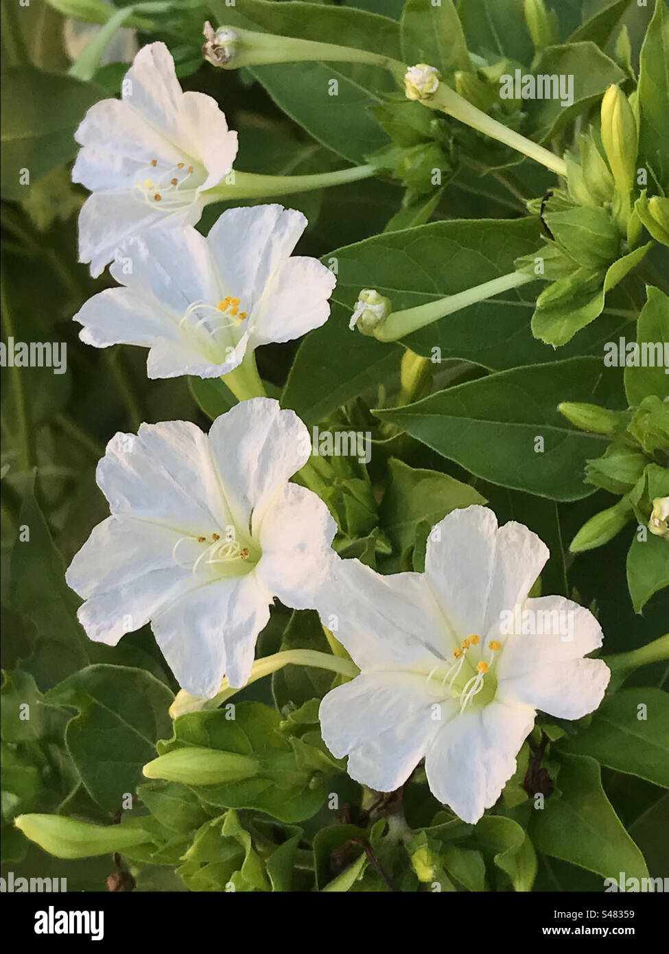 White flowers. - Smartphone Captured Stock Image