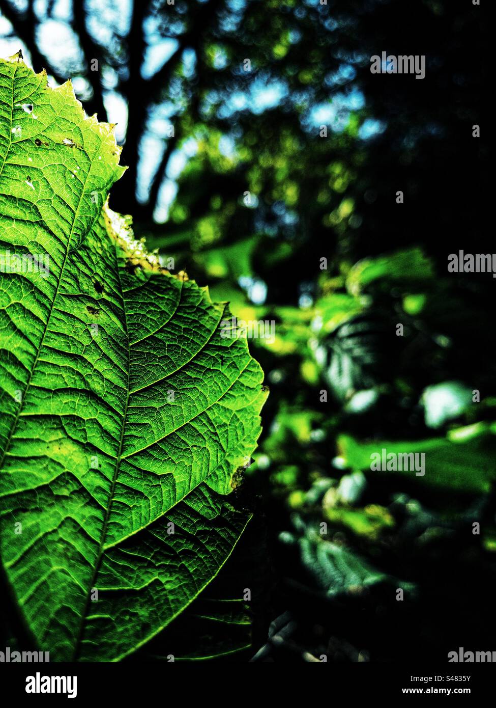 Back lit leaf in the foreground of a forest at the start of autumn. - Smartphone Captured Stock Image