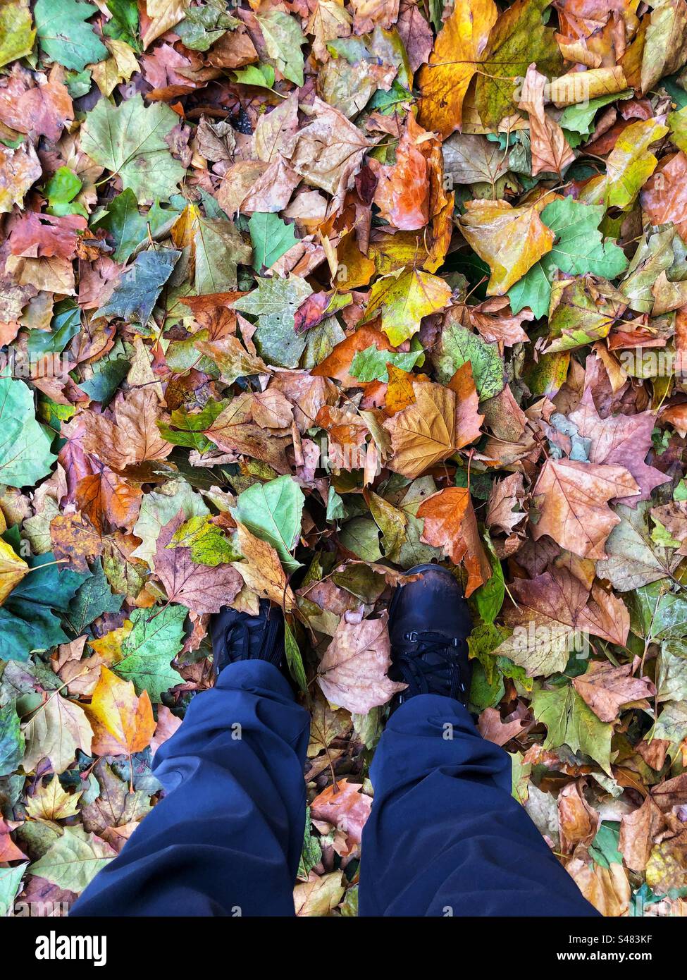 Standing in autumnal leaf litter on the ground - Smartphone Captured Stock Image