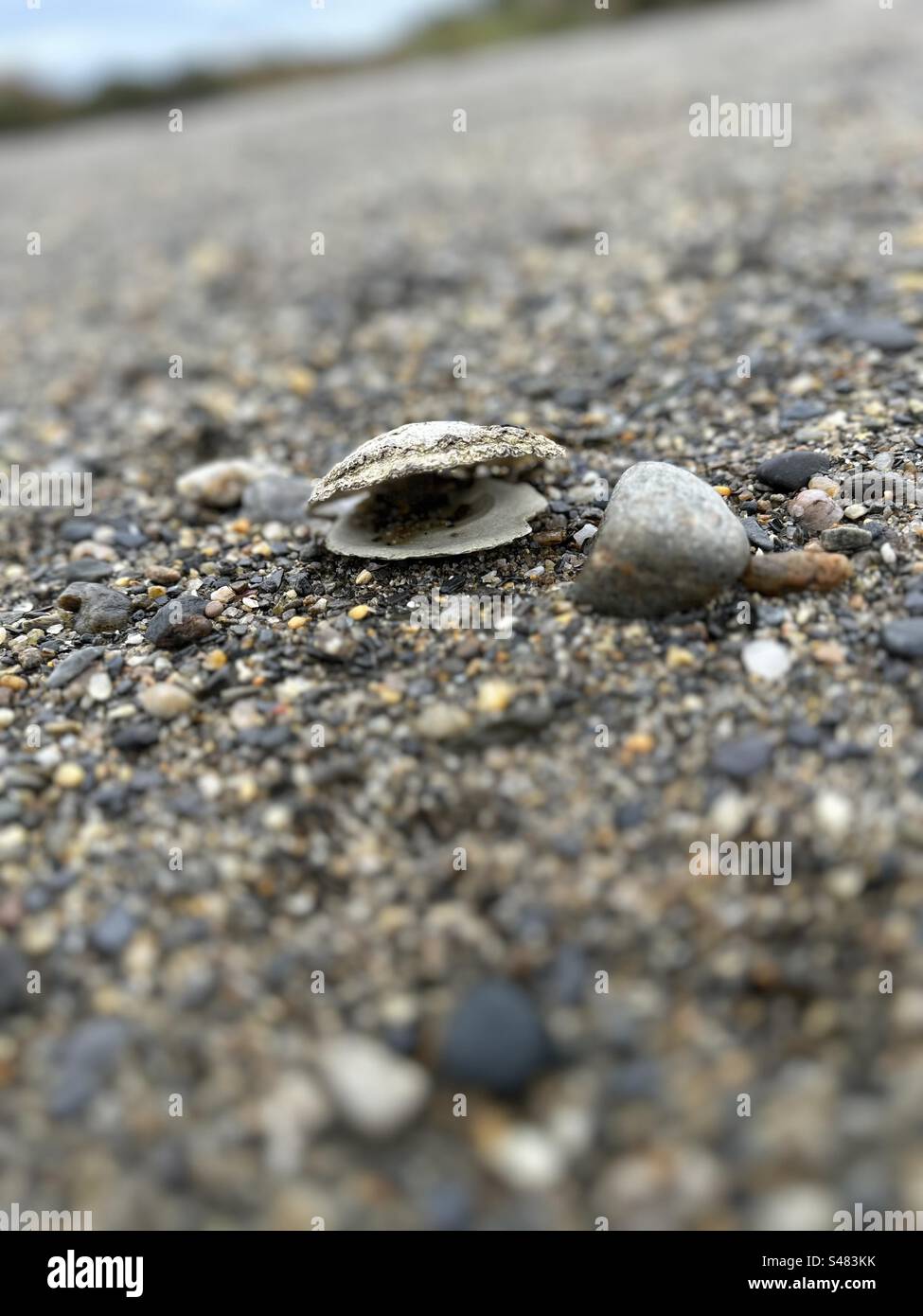 Close up of an open shell laying on a beach Stock Photo