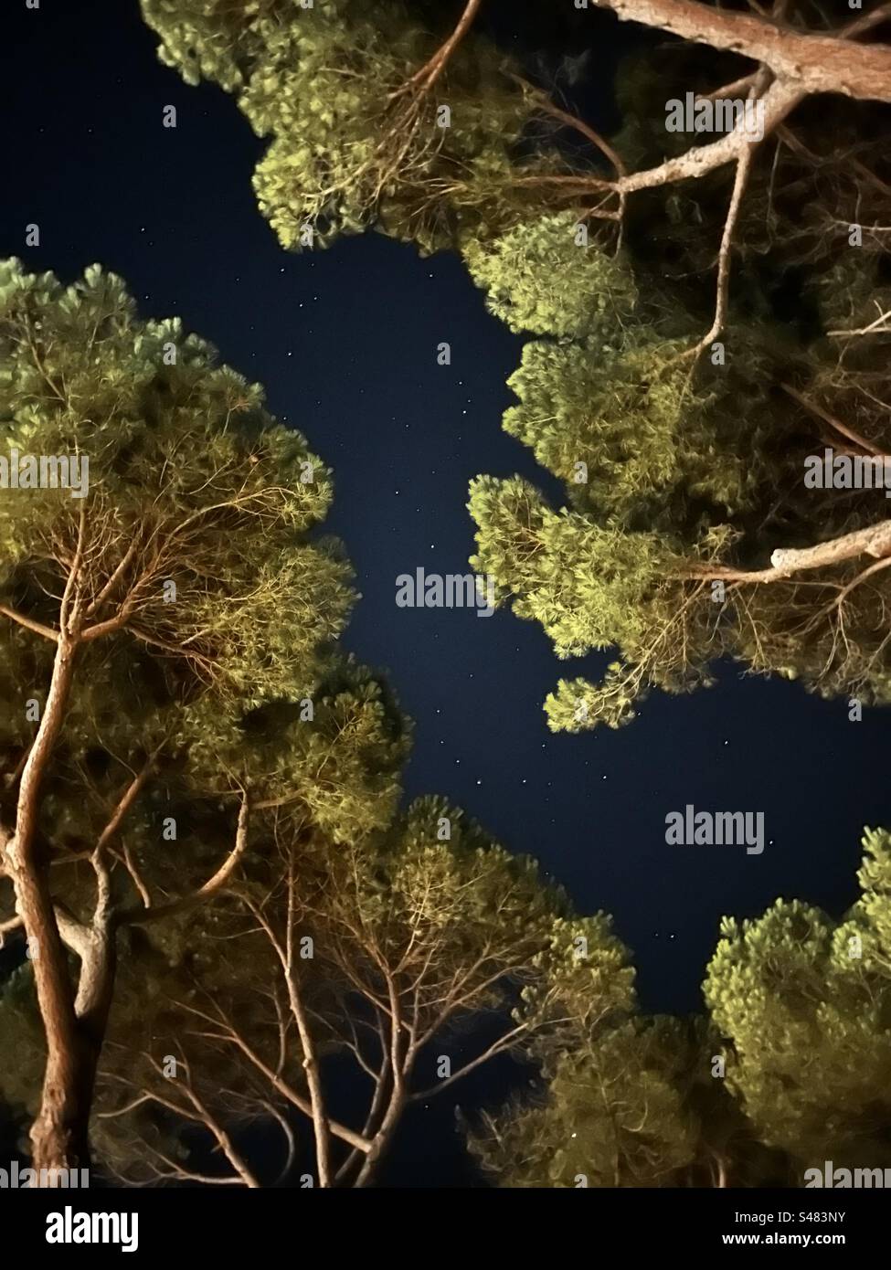 Night sky through trees taken in Tuscany Stock Photo