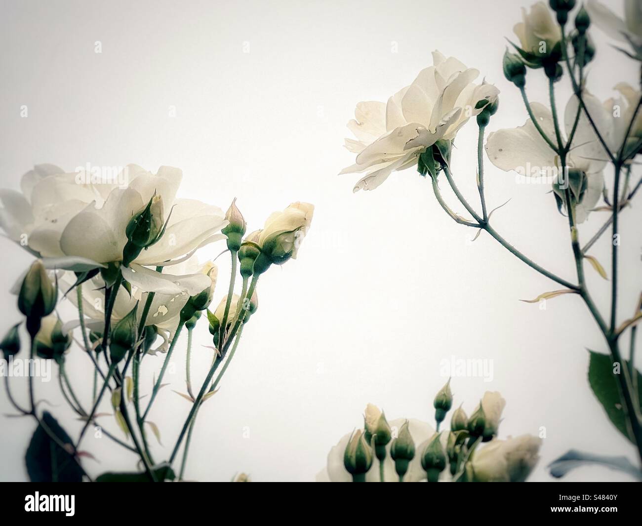 Close-up of springtime white roses on a white background with copy space. Floral design. Still life. Springtime theme. - Smartphone Captured Stock Image