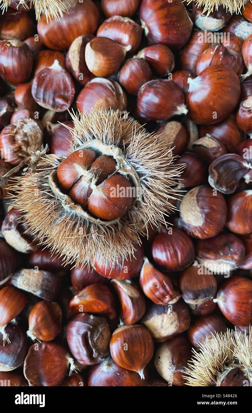 Edible chestnuts with spiny husk - Smartphone Captured Stock Image