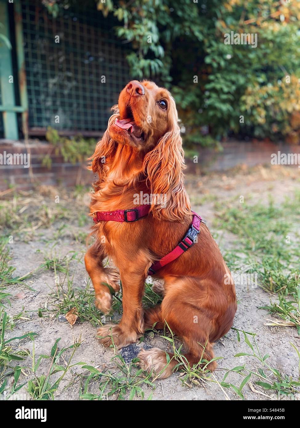 Meet this charming Cocker Spaniel, the epitome of grace and affection