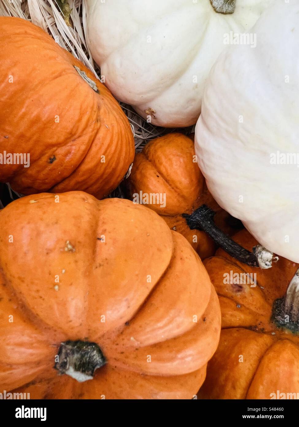 Orange and White Pumpkins in basket Stock Photo