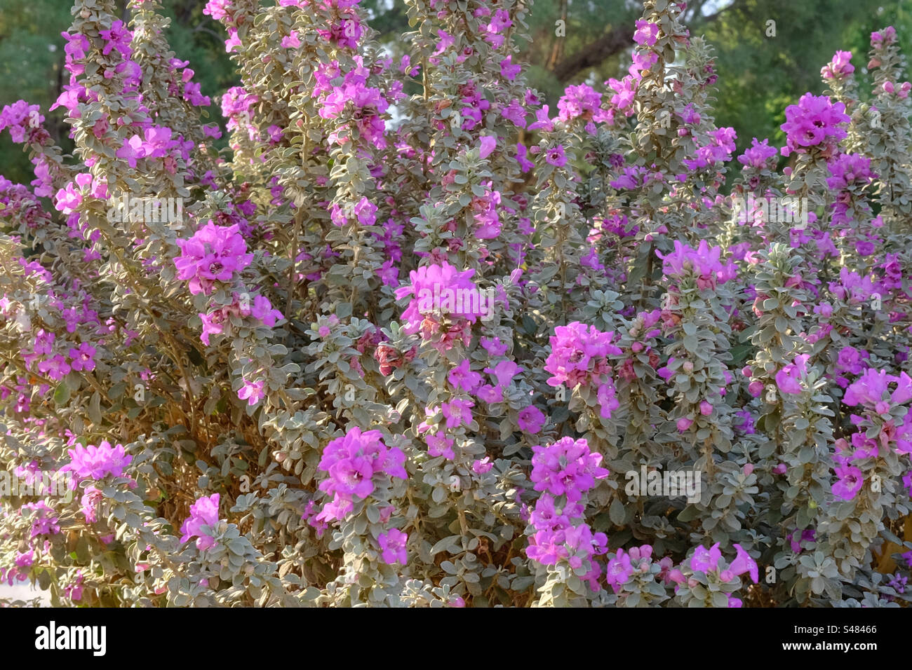 Pink tropical flowers hi-res stock photography and images - Alamy