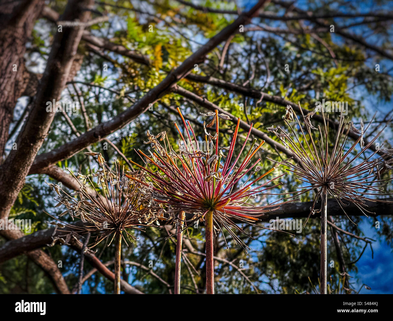 Close-up of dry flower heads of Agapanthus africanus/African lily plant against tree branches, leaves and blue sky on a sunny spring morning.Focus on foreground. - Smartphone Captured Stock Image