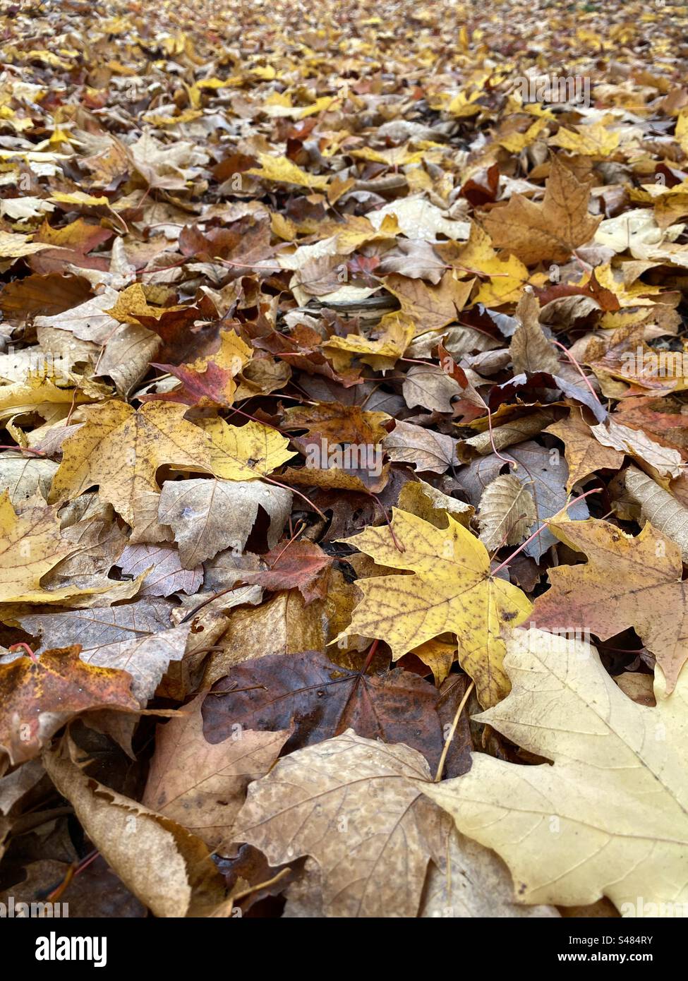 Autumn leaves on the ground close up, maple leaves, Canada - Smartphone Captured Stock Image