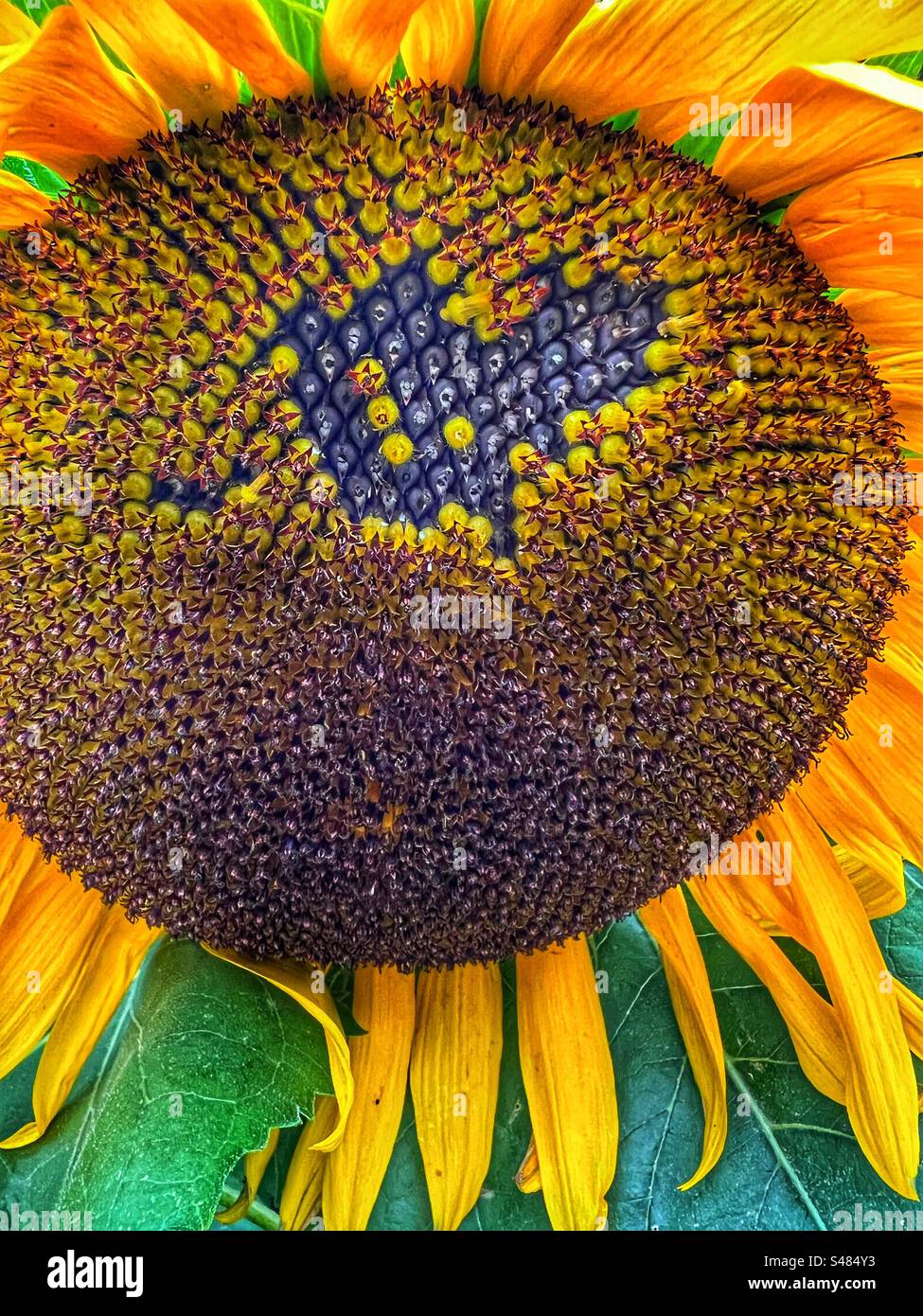 Sunflower seed head Stock Photo