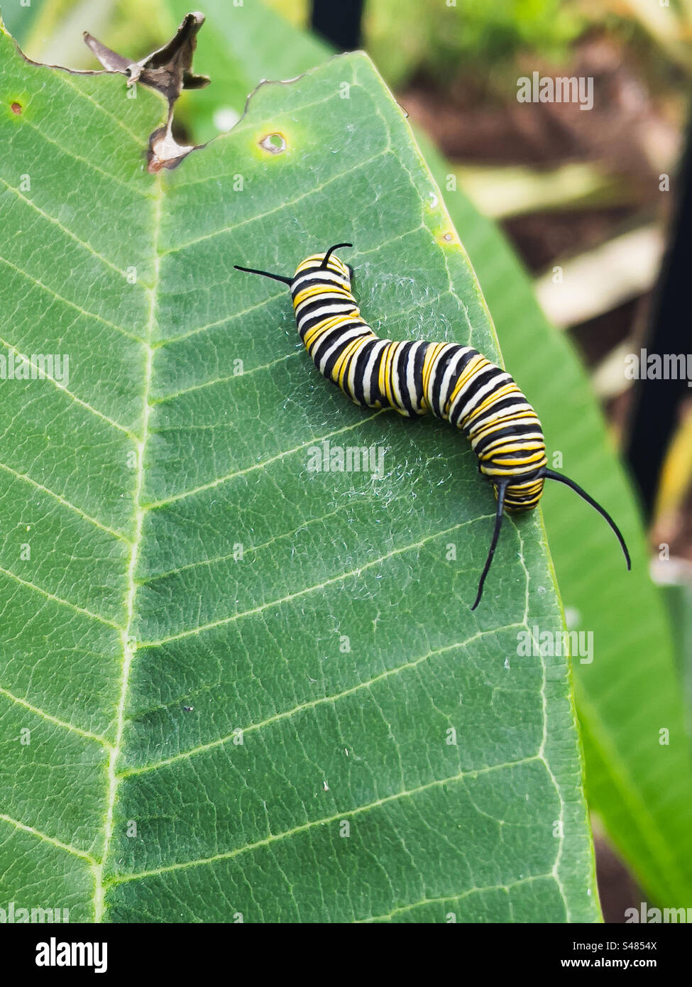 Monarch butterfly caterpillar on a green leaf with part of leaf missing. Stock Photo