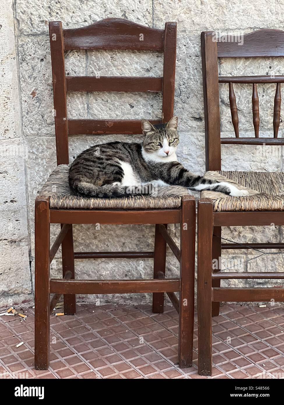 Cat rest on chairs Stock Photo Alamy