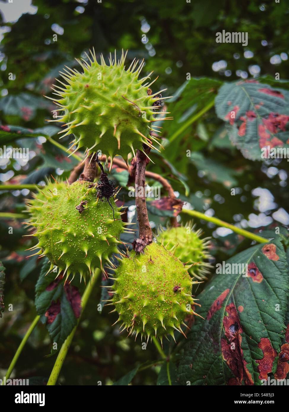 Aeschulus hippocastanum hires stock photography and images Alamy
