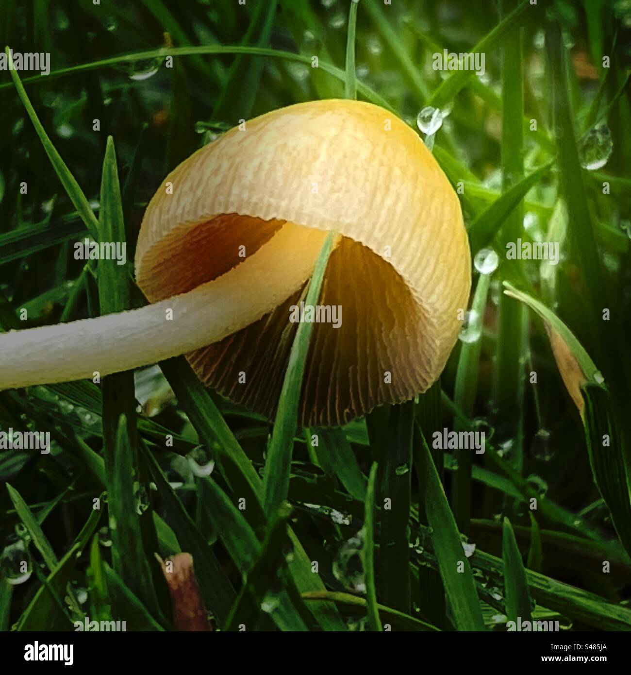 After the rain: A mushroom in the wet grass. Stock Photo