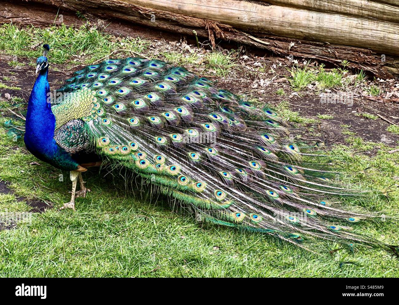 Male peacock in mating season fanning its tail feathers Stock Photo Alamy