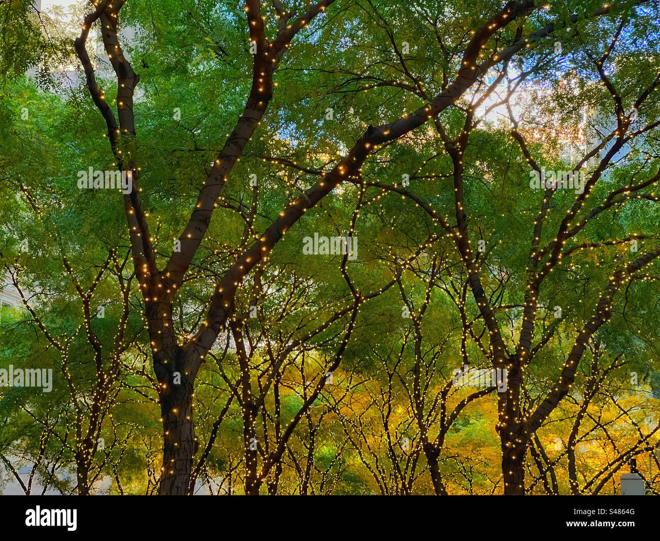 Light bulbs wrapped around tree branches  with trees showing autumn colours in financial district of Manhattan - Smartphone Captured Stock Image