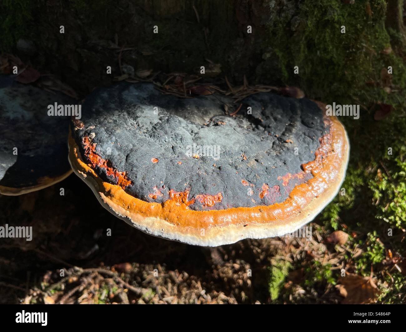 Close up of the fomitopsis pinicola red-belted bracket conk fungi mushroom in the play of light and shadow - Smartphone Captured Stock Image