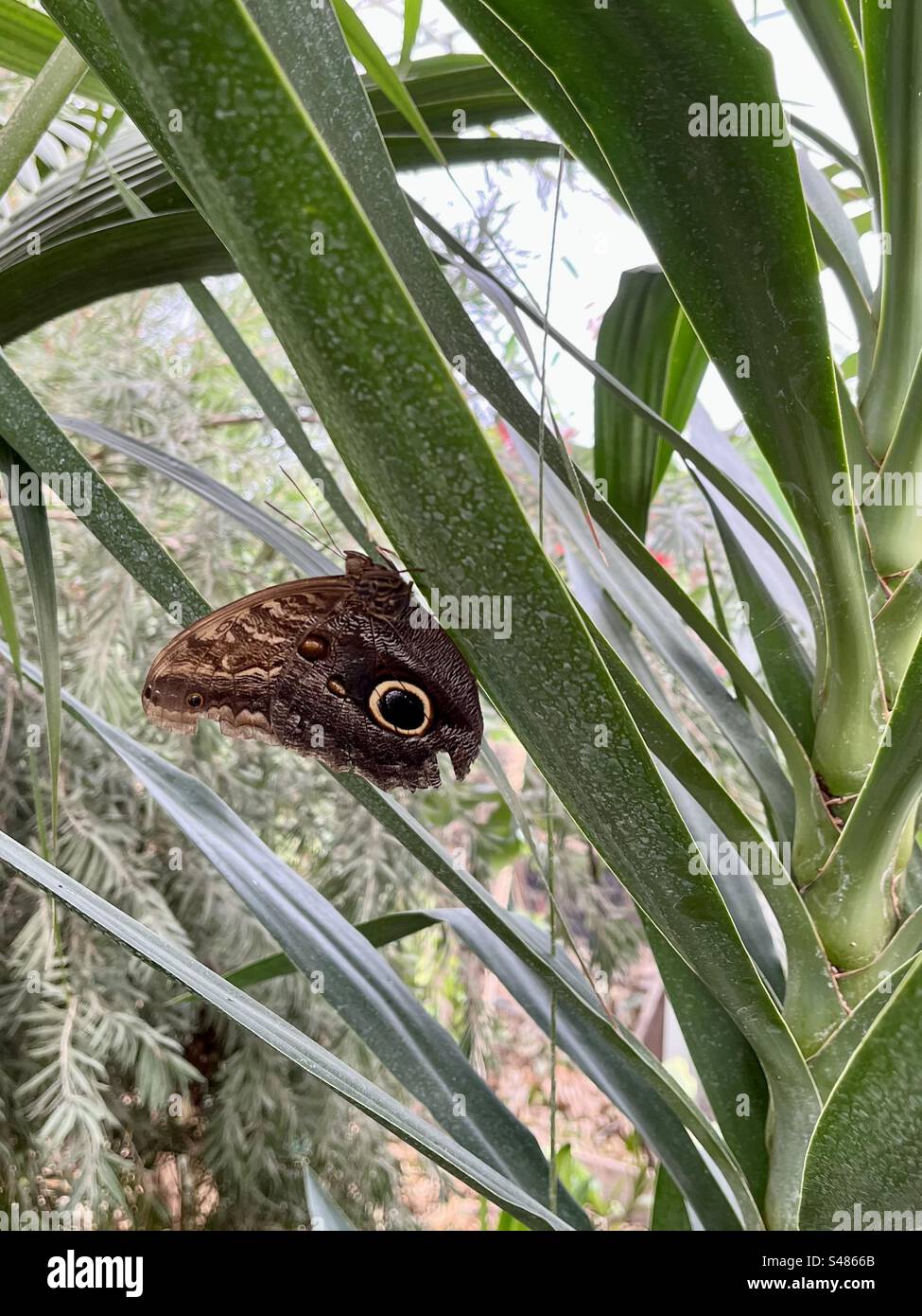 Owl Eye Butterfly - Smartphone Captured Stock Image
