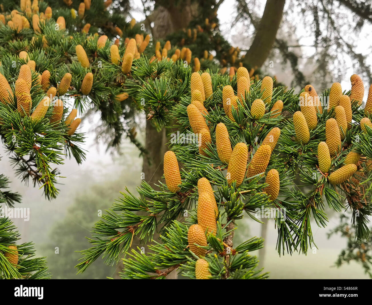 Norway spruce cones picea abies Stock Photo